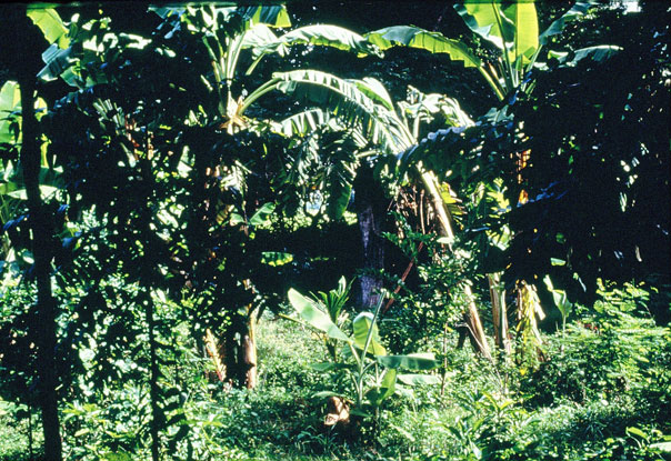 La agrosilvicultura imita al bosque natural con una variedad de cultivos, desde pequeñas hierbas hasta altos árboles frutales.