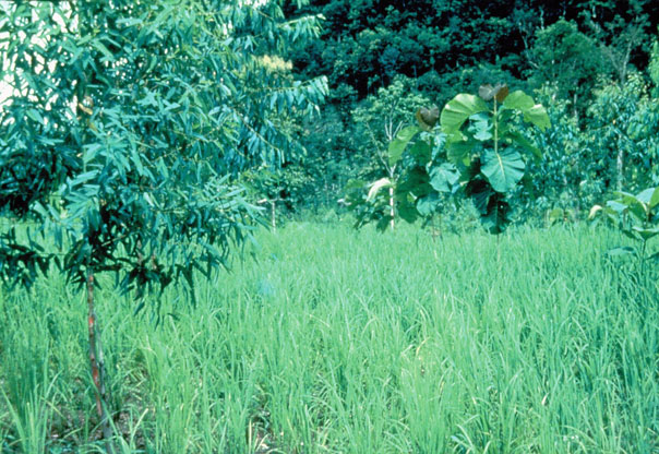 Arboles entre el arroz (con bosque en el fondo).