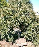 Loquat Tree