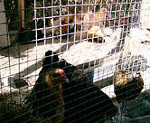 Hens in the garden coop
