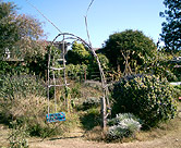 Entrance to herb garden.