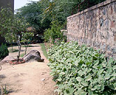 School garden