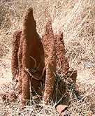 A typical anthill from this region.