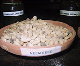 Neem seeds