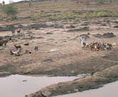Goats in dry season