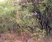 Community forest
