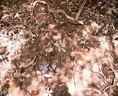 Mangrove soil