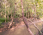 Te Ram village mangroves