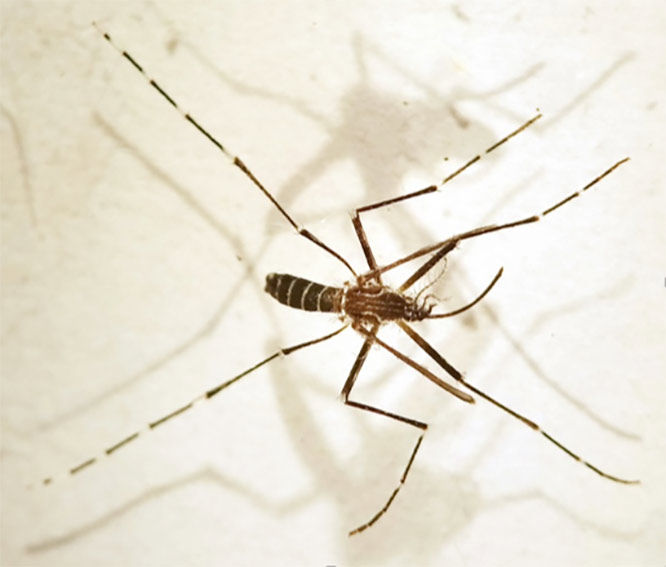 El mosquito Aedes aegypti, que es responsable de Zika, dengue, chikungunya y la fiebre amarilla, tiene un diseño característico de lira en la espalda.