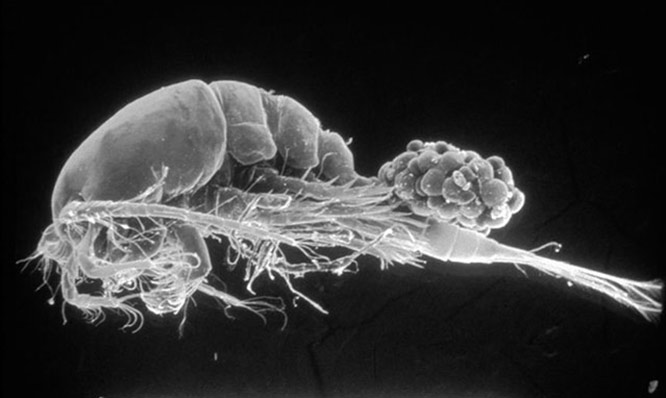 Los copépodos son depredadores veraces para larvas nuevamente eclosionadas y otros animales acuáticos hasta dos veces su tamaño. Esta hembra con sacos de huevos tiene aproximadamente 1.5 milímetros de largo. Foto: Michael Brown.