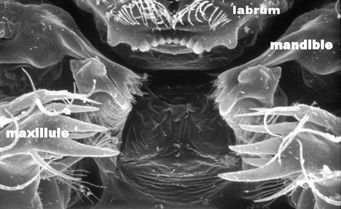 Primer plano de la boca de un copépodo, que ingiere larvas de mosquitos como un wood chipper (vea video). Foto: Michael Brown.
