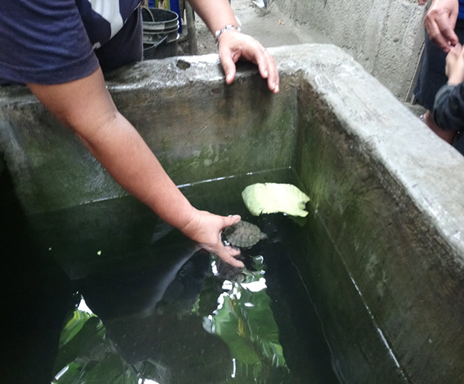 Una Tortuga bebe (Trachemys scripta) en una pila con repollo como alimento. Las tortugas son mascotas que viven muchos años. Pueden ser movidas de un recipiente al otro según sea necesario.