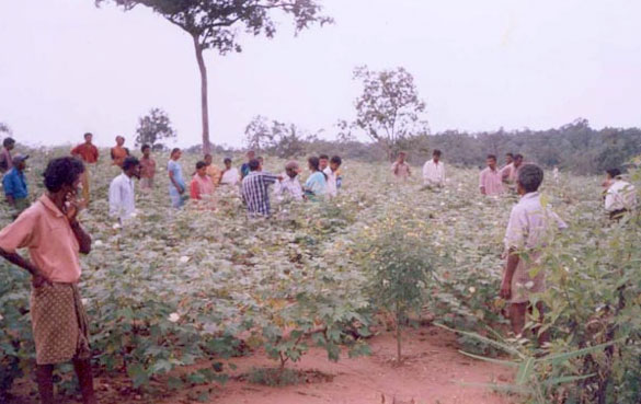 Visitantes a Punukula inspeccionan un sembradío de algodón con plantas