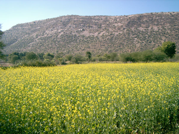 Cultivo de mostaza (importante cultivo comercial) irrigado durante la temporada seca.
