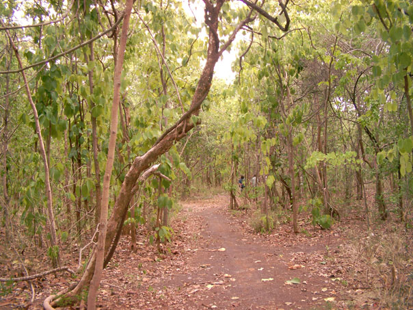 El bosque comunitario de Khao Din durante la temporada seca (brinda materiales de construcción, leña, y numerosos productos comestibles y medicinales). 