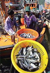 Los pesqueros de arrastre industriales a veces infringen la zona de veda (a 3 Km. de la costa), devorando las reservas pesqueras antes de que estas puedan regenerarse.