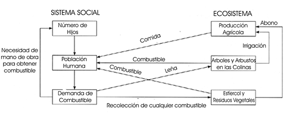 Figura 1. Combustible para cocinar y la deforestación: cadena de efectos y circuitos de retroalimentación positiva a través del ecosistema y del sistema social que generan círculos viciosos de deterioro ambiental progresivamente mayor (Marten 2001).