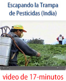 Escaping the pesticide trap (India)